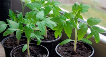 Charakteristika a popis tučné odrůdy rajčat, její výnos